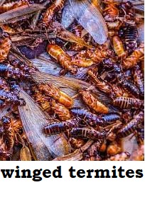 Nutritional Benefits of Winged Termites