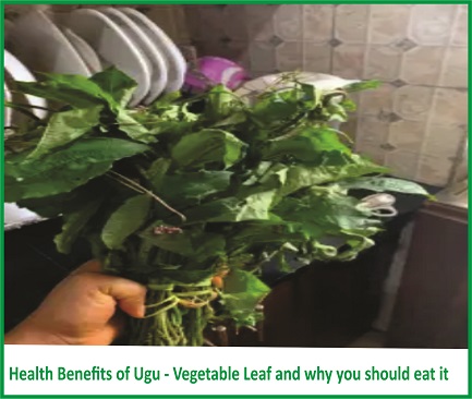 Health Benefits of Ugu – Vegetable Leaf and why you should eat it